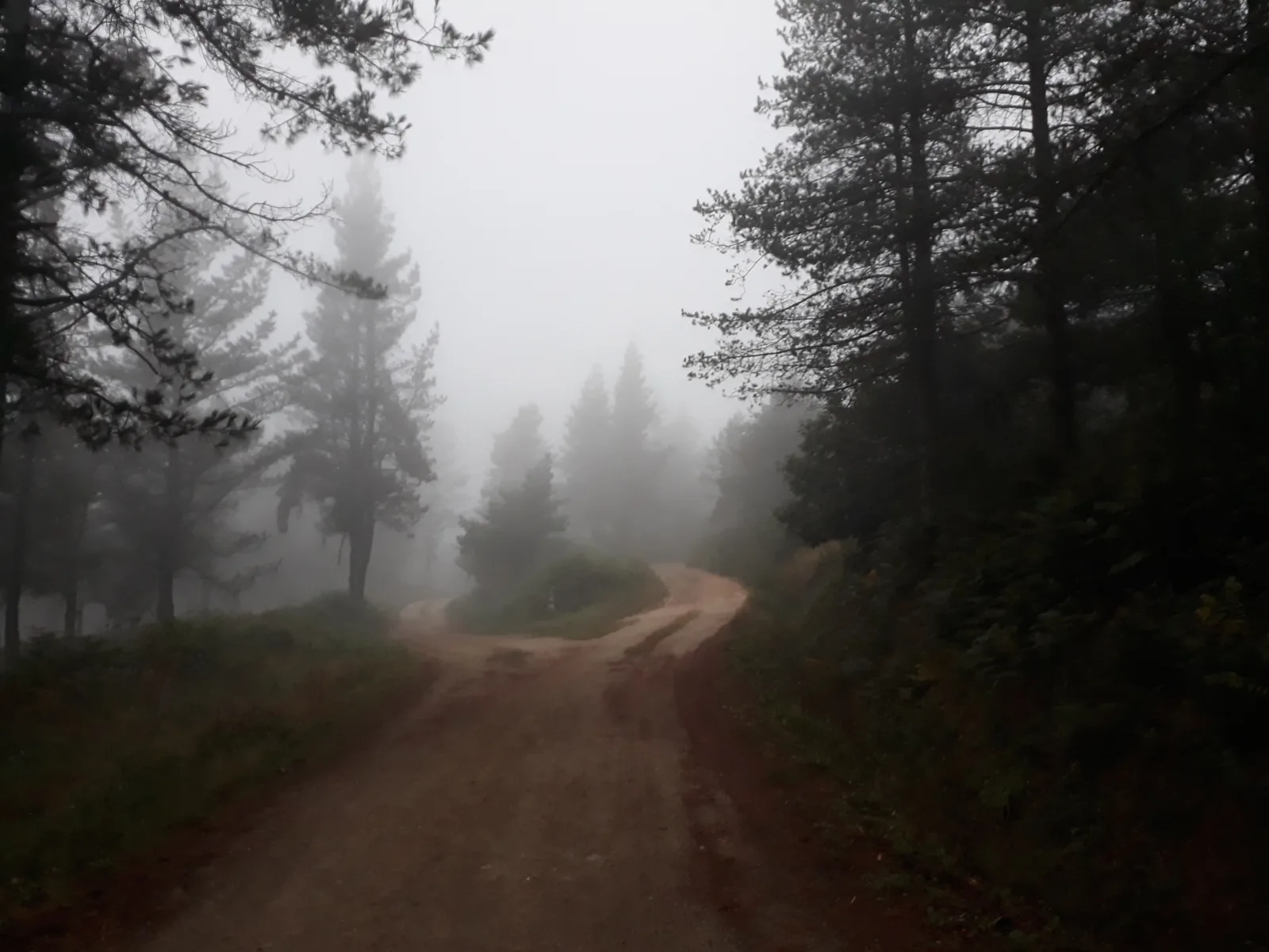 Sendero del Camino Primitivo entre árboles y niebla en Castroverde, Galicia